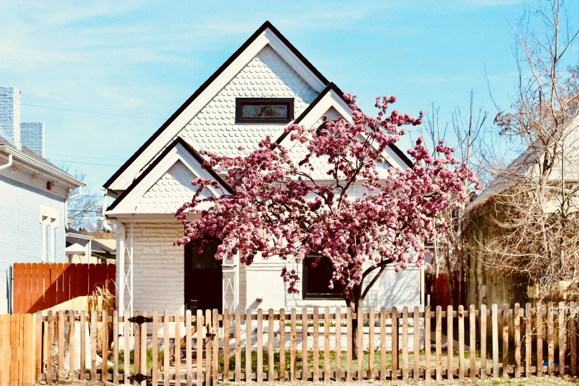 White gabled house with a picket fence and a pink-blossoming tree